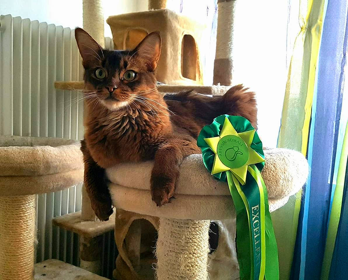 Whisky participe au concours pour gagner de l'argent avec cette photo : abyssinian, aegean_cat, asian, carnivore, cat, chausie, domestic_short_haired_cat, european_shorthair, fawn, felidae, german_rex, kitten, pixie_bob, plant, russian_blue, small_to_medium_sized_cats, somali, tabby_cat, whiskers, window