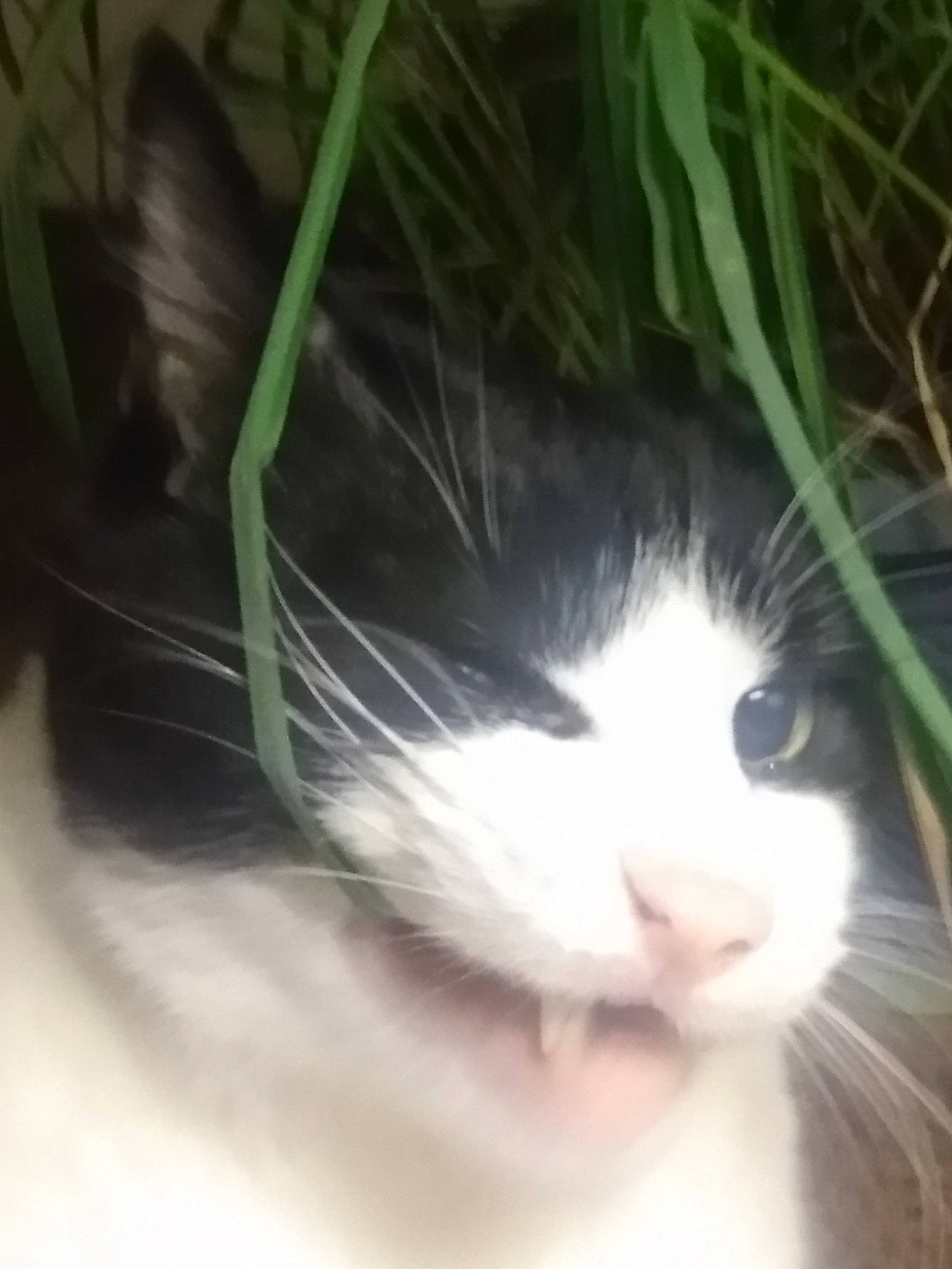 Thomas Muffin-mmuffin Man is registered to the contest to win money with this photo: carnivore, cat, domestic_short_haired_cat, eye, felidae, foot, fur, grass, hair, head, herb, paw, plant, small_to_medium_sized_cats, snout, tail, whiskers, window