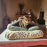 Mimine participe au concours pour gagner de l'argent avec cette photo : blanket, cat, checkered, cozy, decor, fur, furniture, home, indoor, pet, photo_frames, red_and_white, relaxed, soft_light, tabby, table, tablecloth, vase, window_light, wooden_cabinet