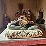blanket, cat, checkered, cozy, decor, fur, furniture, home, indoor, pet, photo_frames, red_and_white, relaxed, soft_light, tabby, table, tablecloth, vase, window_light, wooden_cabinet