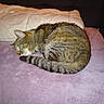 Mimine a rejoint le concours — aidez-le/la à gagner de superbes lots ! animal, blanket, brown, cat, cozy, cute, domestic_animal, feline, fur, indoor, paw, pet, purple, quilt, resting, sleeping, soft, striped, tabby_cat, tail
