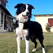 Aaron a rejoint le concours — aidez-le/la à gagner de superbes lots ! dog, border_collie, black_and_white, canine, pet, outdoor, grass, house, building, person, garden, flower, sky, daylight, tongue_out, animal, mammal, portrait, standing, front_view