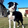 dog, border_collie, black_and_white, canine, pet, outdoor, grass, house, building, person, garden, flower, sky, daylight, tongue_out, animal, mammal, portrait, standing, front_view