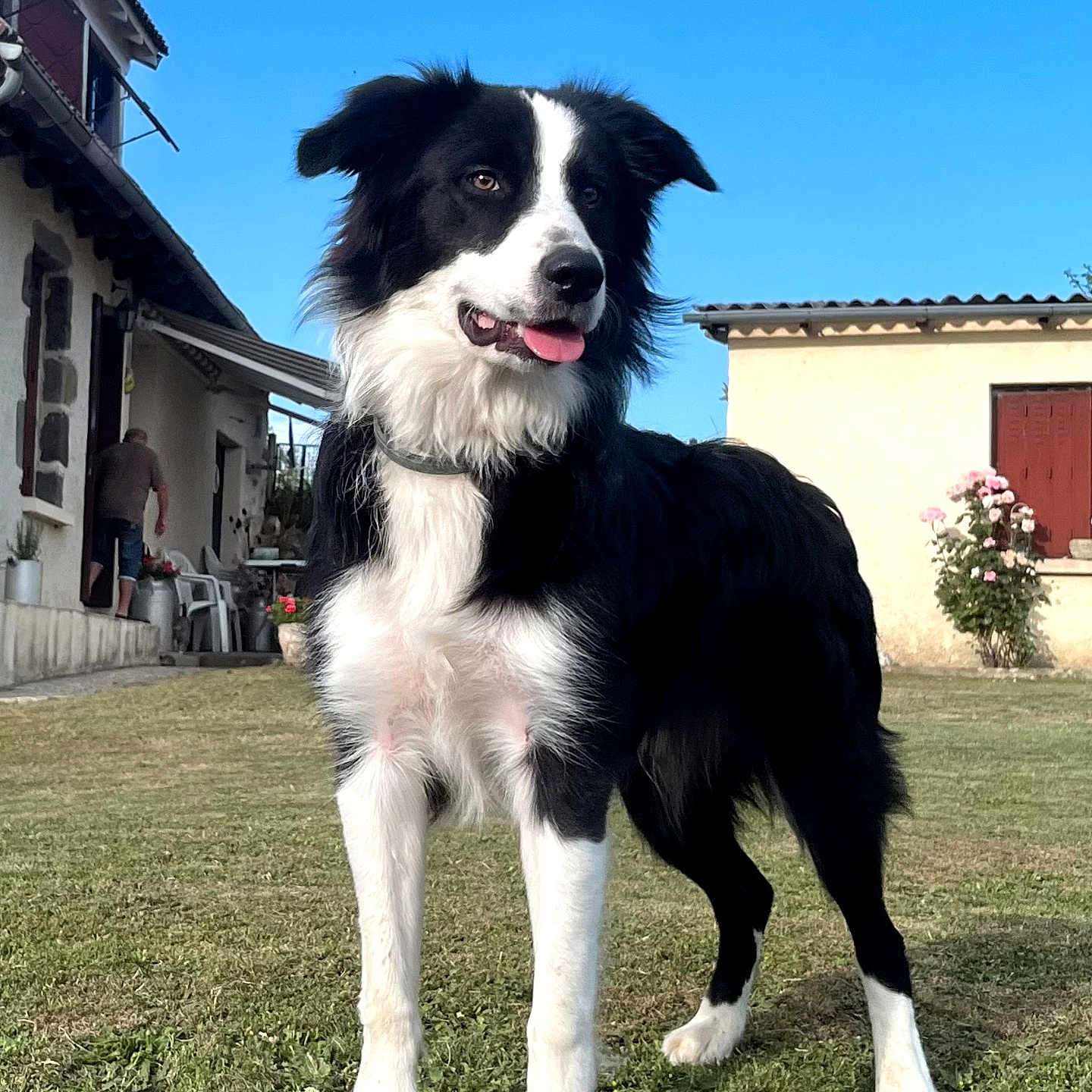 Aaron a rejoint le concours — aidez-le/la à gagner de superbes lots ! dog, border_collie, black_and_white, canine, pet, outdoor, grass, house, building, person, garden, flower, sky, daylight, tongue_out, animal, mammal, portrait, standing, front_view