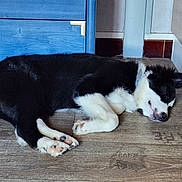 Thibault participe au concours pour gagner de l'argent avec cette photo : animal, black_and_white, cabinet, calm, companion, corner, cozy, dog, domestic, flooring, fur, household, indoor, paw, pet, quiet, relaxed, resting, sleeping, wooden_floor