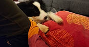 Thibault participe au concours pour gagner de l'argent avec cette photo : animal, black_and_white, blanket, couch, cozy, cushion, dog, domestic, fabric, furniture, home, indoor, living_room, motion_blur, pet, pillow, playful, relaxation, resting, soft