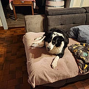 Harry participe au concours pour gagner de l'argent avec cette photo : dog, sofa, blanket, indoor, floor, cushion, wooden_floor, chair, barrel, cozy, pet, relaxed, black_and_white, furniture, homedecor, living_room, textile, resting, canine, casual