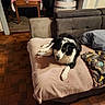 barrel, black_and_white, blanket, canine, casual, chair, cozy, cushion, dog, floor, furniture, homedecor, indoor, living_room, pet, relaxed, resting, sofa, textile, wooden_floor