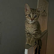 Benny joined the competition — help win amazing prizes! kitten, cat, tabby, indoor, perched, television, curious, young, pet, animal, feline, ears, whiskers, eyes, tail, domestic, wall, door, hanger, room