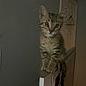kitten, cat, tabby, indoor, perched, television, curious, young, pet, animal, feline, ears, whiskers, eyes, tail, domestic, wall, door, hanger, room