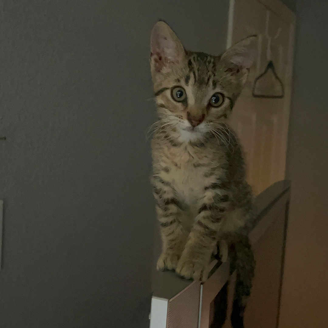 Benny joined the competition — help win amazing prizes! kitten, cat, tabby, indoor, perched, television, curious, young, pet, animal, feline, ears, whiskers, eyes, tail, domestic, wall, door, hanger, room