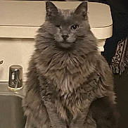 Captain Jack joined the competition — help win amazing prizes! animal, cat, close_up, counter, cozy, cute, domestic_cat, feline, fluffy, fur, gray_cat, household, indoor, kitchen, mystery, one_eye_closed, pet, sink, sitting, whiskers