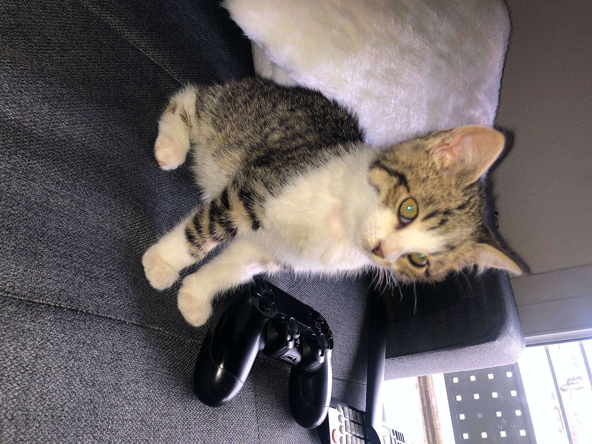 Amaya a rejoint le concours — aidez-le/la à gagner de superbes lots ! carnivore, cat, claw, comfort, computer_keyboard, domestic_short_haired_cat, fawn, felidae, fur, gesture, input_device, mouse, office_supplies, paw, remote_control, small_to_medium_sized_cats, snout, space_bar, tail, whiskers