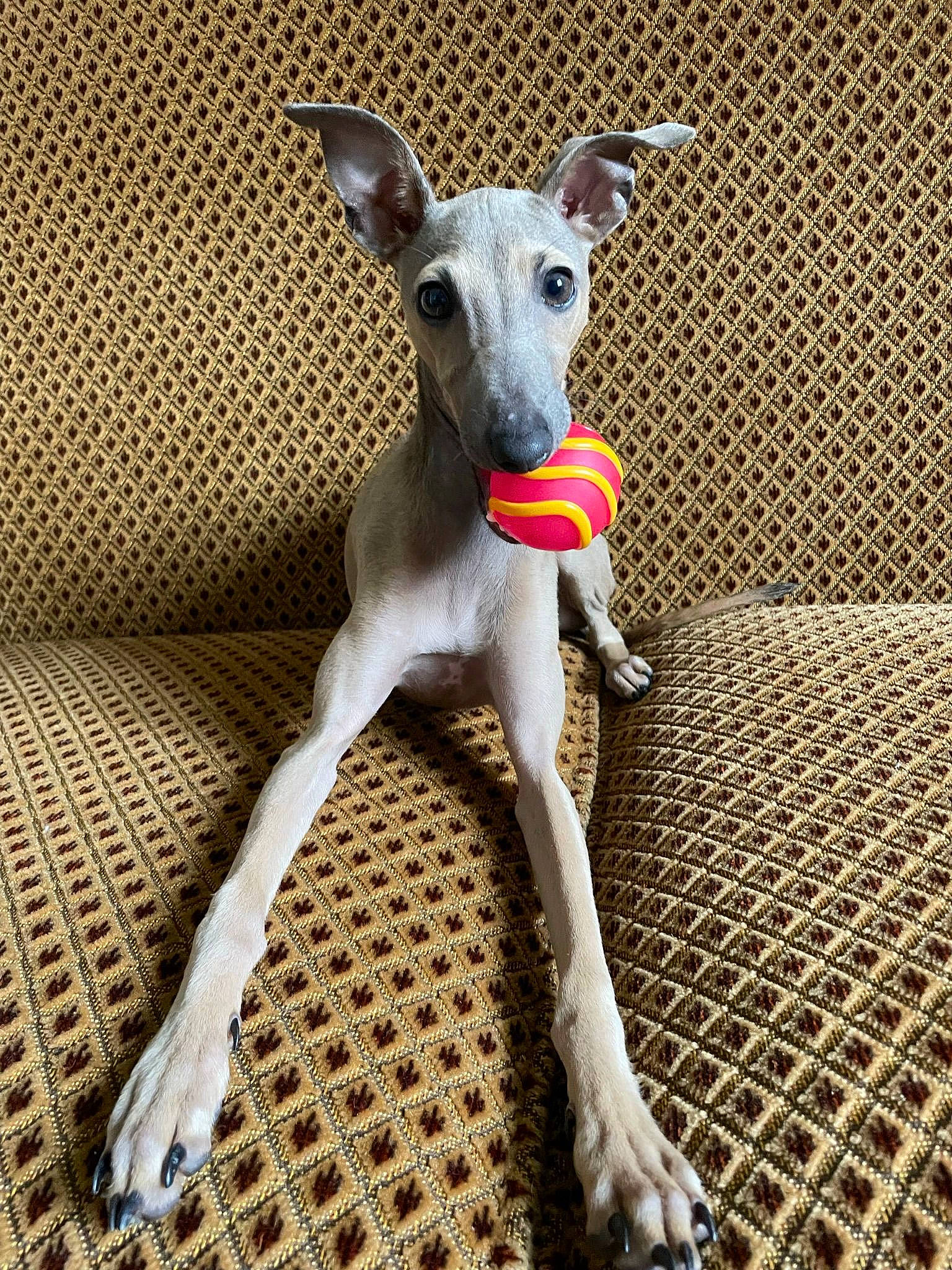 Thorin a rejoint le concours — aidez-le/la à gagner de superbes lots ! ancient_dog_breeds, canidae, carnivore, collar, companion_dog, dog, dog_breed, dog_collar, dog_supply, fawn, magyar_agar, non_sporting_group, pet_supply, rampur_greyhound, sighthound, sporting_group, tail, terrestrial_animal, toy_dog, working_animal