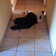 Pepsi participe au concours pour gagner de l'argent avec cette photo : dog, black_and_white, lying_down, hallway, tile_floor, indoor, pet, resting, fur, animal, home, relaxing, doorway, blanket, room, quiet, domestic, companion, floor_tiles, long_hallway
