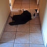 dog, black_and_white, lying_down, hallway, tile_floor, indoor, pet, resting, fur, animal, home, relaxing, doorway, blanket, room, quiet, domestic, companion, floor_tiles, long_hallway
