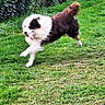dog, running, grass, greenery, outdoor, leaping, black_and_white, fur, pet, playful, nature, shrubbery, house, daylight, animal, canine, active, grass_field, park, jumping