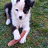 puppy, dog, grass, outdoor, pet, animal, cute, playful, young, fur, black, white, brown, ears, stick, nature, paw, adorable, lying_down, looking