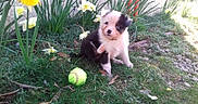 Pepsi a rejoint le concours — aidez-le/la à gagner de superbes lots ! puppy, dog, grass, flowers, yellow_flower, tennis_ball, outdoor, pet, cute, nature, greenery, playful, young_dog, garden, animal, small_dog, fur, adorable, sitting, sunlight