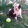 puppy, dog, grass, flowers, yellow_flower, tennis_ball, outdoor, pet, cute, nature, greenery, playful, young_dog, garden, animal, small_dog, fur, adorable, sitting, sunlight