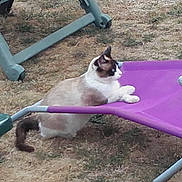 Tigrou a rejoint le concours — aidez-le/la à gagner de superbes lots ! cat, siamese_cat, purple_chair, outdoor, grass, patio_furniture, animal, pet, lounging, brown_and_white, side_view, relaxed, nature, summer, daylight, fur, whiskers, paw, tail, chair