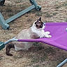 cat, siamese_cat, purple_chair, outdoor, grass, patio_furniture, animal, pet, lounging, brown_and_white, side_view, relaxed, nature, summer, daylight, fur, whiskers, paw, tail, chair