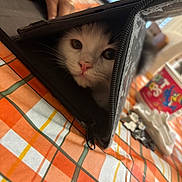 Kovu joined the competition — help win amazing prizes! cat, animal, pet, face, curious, zipper, pouch, tablecloth, orange, white, hand, indoor, closeup, blurred_background, container, striped_pattern, feline, soft_light, domestic_animal, resting