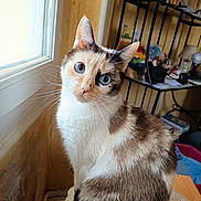 Plume a rejoint le concours — aidez-le/la à gagner de superbes lots ! cat, blue_eyes, sitting, window, indoor, fur, whiskers, curious, wooden_surface, shelf, household_items, domestic_animal, pet, feline, close_up, portrait, natural_light, calm, cozy, home