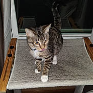 Ghost is registered to the contest to win money with this photo: animal, cat, cat_perch, collar, curious, curtain, domestic_cat, feline, furniture, indoor, mischievous, night, paws, pet, striped, tabby_cat, tongue_out, whiskers, window, wood_floor