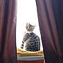 blanket, cat, cozy, curious, curtains, domestic_animal, feline, furniture, home, indoor, light, looking_back, natural_light, pet, shadow, sitting, soft_focus, striped, tabby_cat, window