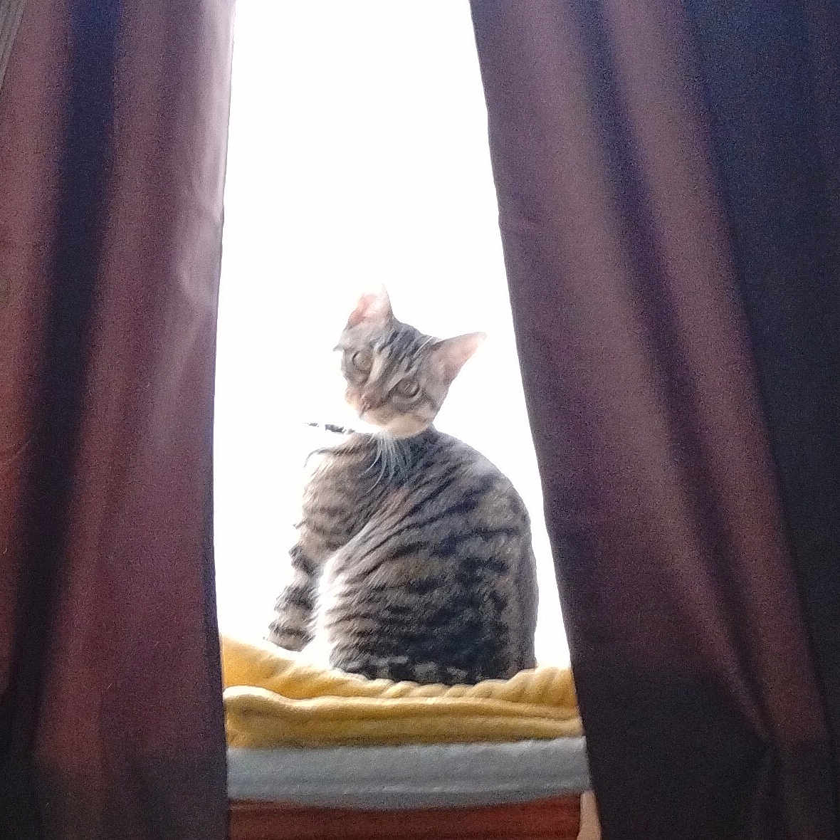 Ghost joined the competition — help win amazing prizes! blanket, cat, cozy, curious, curtains, domestic_animal, feline, furniture, home, indoor, light, looking_back, natural_light, pet, shadow, sitting, soft_focus, striped, tabby_cat, window