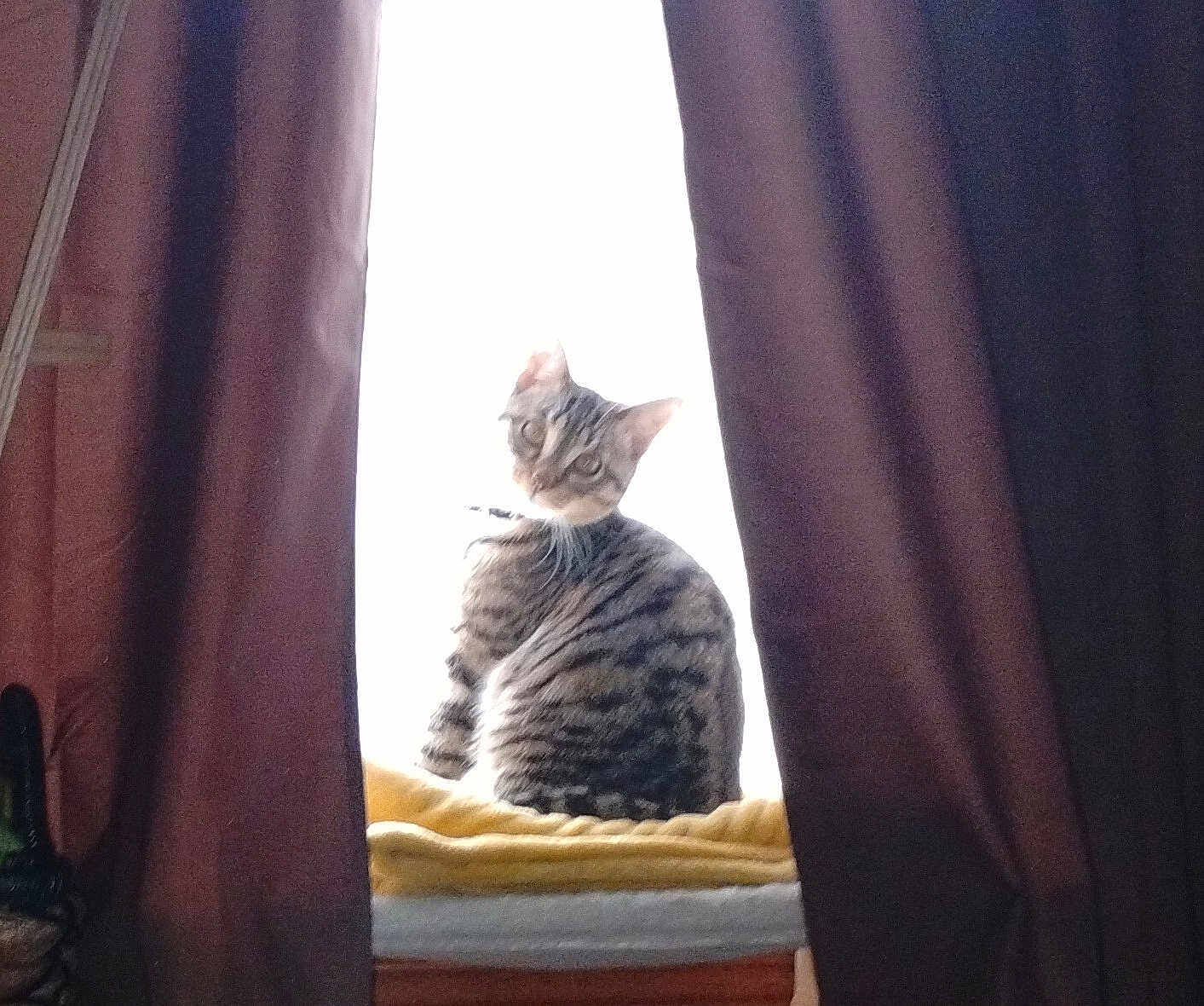 Ghost joined the competition — help win amazing prizes! blanket, cat, cozy, curious, curtains, domestic_animal, feline, furniture, home, indoor, light, looking_back, natural_light, pet, shadow, sitting, soft_focus, striped, tabby_cat, window