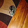 Ghost joined the competition — help win amazing prizes! animal, brown, cat, collar, curious, cute, domestic_cat, eyes, feline, floor, home, indoor, looking_up, pet, rug, sitting, striped, tabby, white_paws, wooden_floor