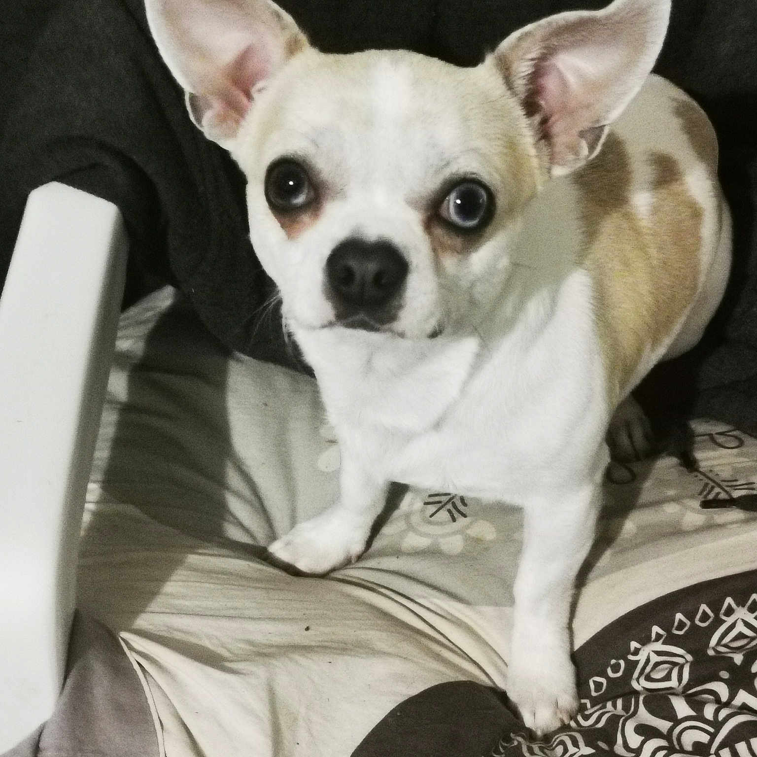 Skippi