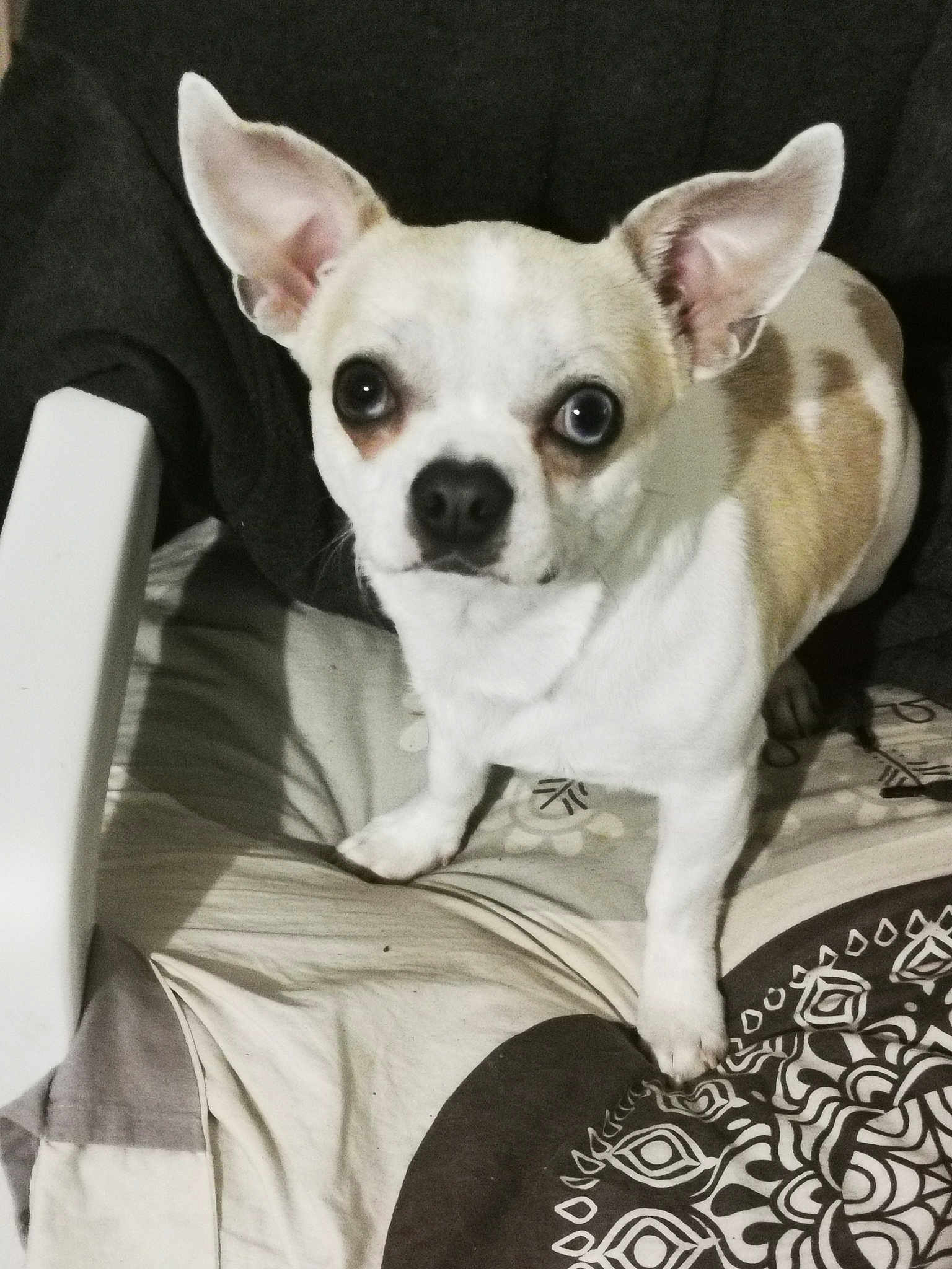 Skippi