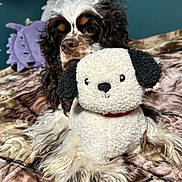 Remi joined the competition — help win amazing prizes! dog, plush_toy, bed, blanket, curly_fur, stuffed_animal, indoor, pet, brown, white, black, fur, cute, toy, relaxing, cozy, animal, companion, resting, soft