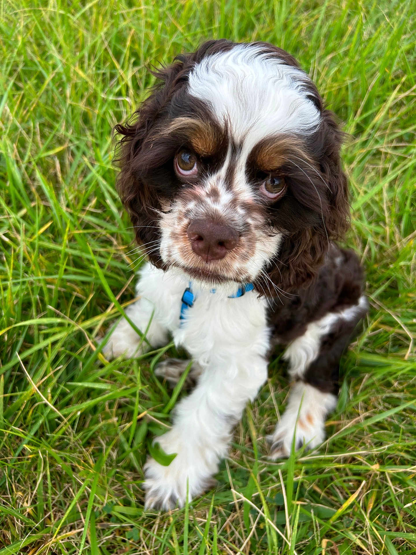 Remi