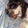 Remi is registered to the contest to win money with this photo: dog, sleeping, curly_fur, tongue_out, blanket, blue, floral_pattern, close_up, pet, cozy, resting, cute, animal, indoors, fur, snout, paw, nose, relaxed, face
