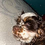 Remi is registered to the contest to win money with this photo: dog, sleepy, close_up, curly_fur, brown_and_white, mattress, indoor, resting, pet, animal, cute, fur, nostril, snout, eyelid, face, relaxing, cozy, domestic, curled