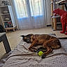 Kiara participe au concours pour gagner de l'argent avec cette photo : dog, sleeping, blanket, tennis_ball, indoor, floor, curtains, window, sculpture, elephant_statue, red_panther, table, shelf, decor, quiet, relaxation, pet, animal, home, cozy