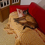 Kiara participe au concours pour gagner de l'argent avec cette photo : dog, couch, pillow, blanket, indoor, relaxed, resting, red_couch, wooden_door, glass_pane, floor, pet, animal, sleeping, comfort, cozy, fur, brown_dog, home, living_room