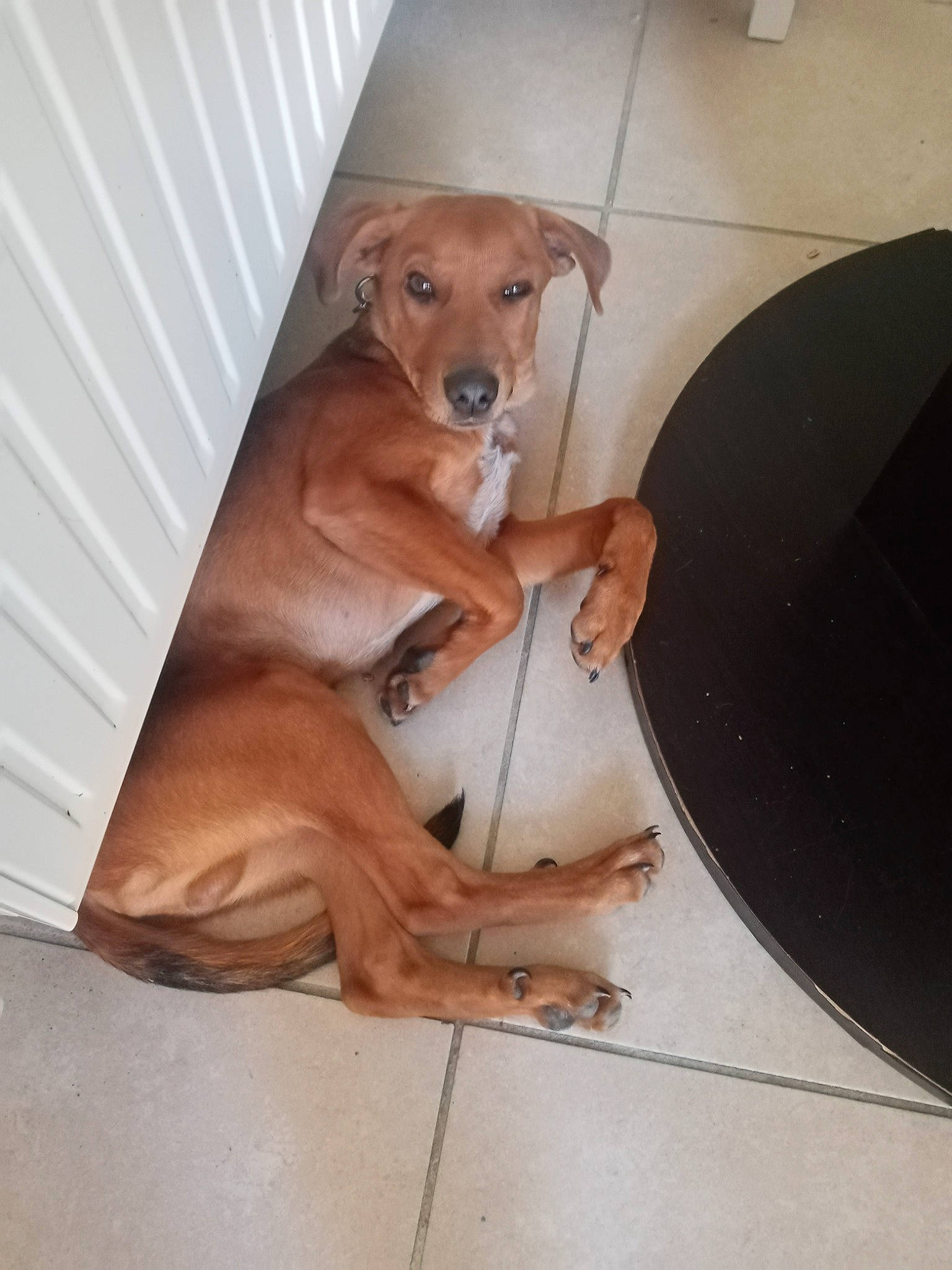 Jagger a rejoint le concours — aidez-le/la à gagner de superbes lots ! canidae, carnivore, collar, comfort, companion_dog, dog, dog_breed, dog_collar, dog_supply, fawn, flooring, hardwood, liver, pet_supply, snout, sporting_group, tail, whiskers, wood, working_animal