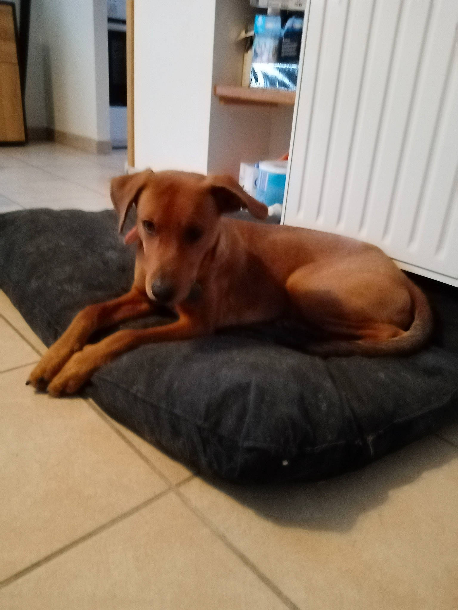 Jagger participe au concours pour gagner de l'argent avec cette photo : carnivore, comfort, companion_dog, dog, dog_breed, dog_supply, door, fawn, floor, flooring, guard_dog, hardwood, liver, paw, pet_supply, room, tail, wood, wood_flooring, working_animal