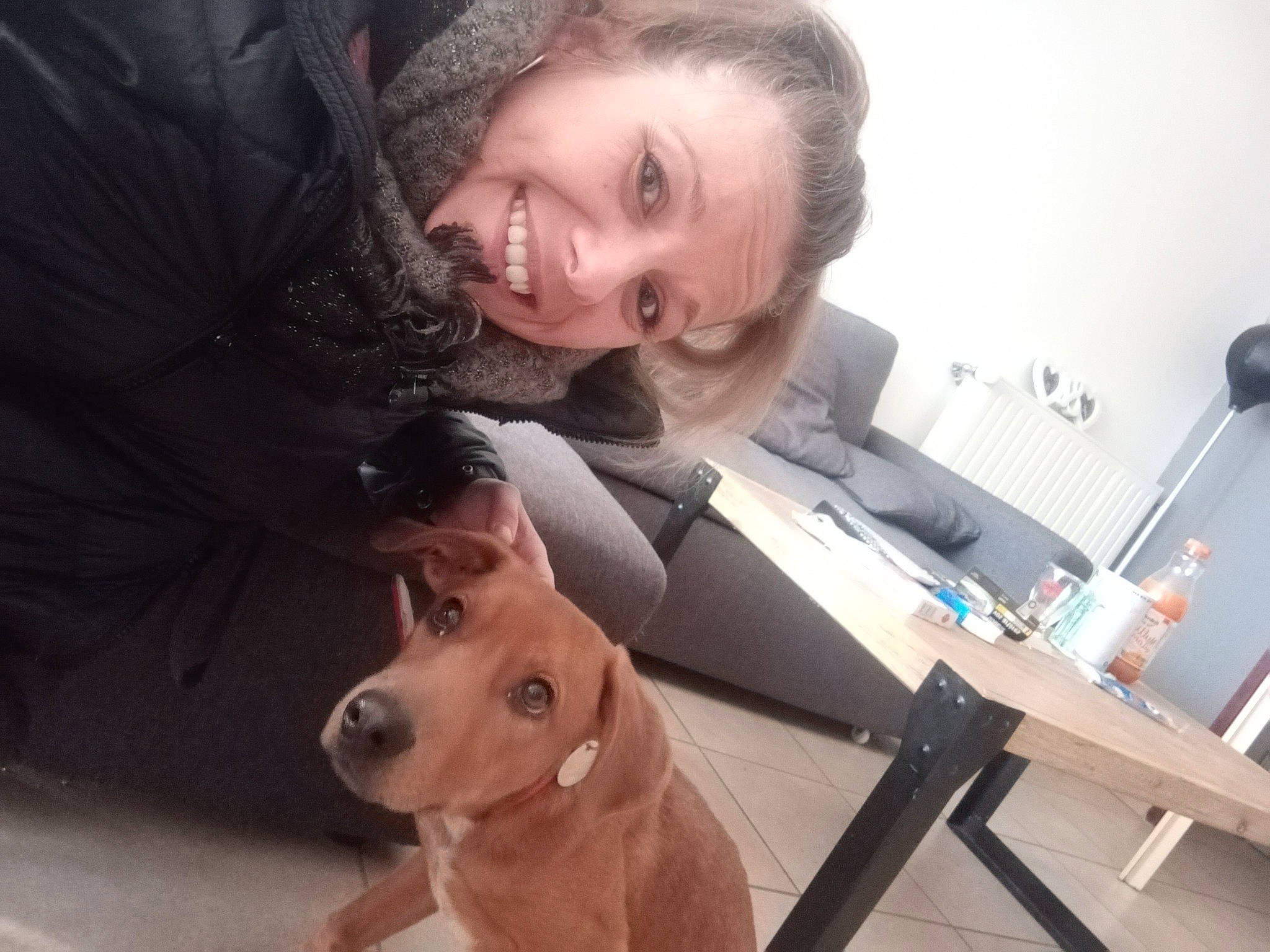 Jagger participe au concours pour gagner de l'argent avec cette photo : carnivore, comfort, companion_dog, computer_keyboard, computer_monitor, desk, dog, dog_breed, ear, face, fawn, flooring, happy, head, jaw, nose, peripheral, smile, table, working_animal