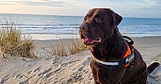 Ryder participe au concours pour gagner de l'argent avec cette photo : dog, labrador, chocolate_coat, beach, ocean, seashore, sand, sand_dunes, waves, sky, clouds, sunlight, harness, rescue_dog, sitting, outdoors, coastline, paw_prints, portrait, nature