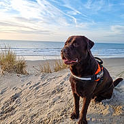 Ryder a rejoint le concours — aidez-le/la à gagner de superbes lots ! dog, beach, ocean, sand, seaside, shoreline, waves, sky, clouds, outdoor, portrait, sitting, brown_dog, harness, pet, animal, pawprints, dunes, beach_grass, sunlight