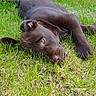 dog, chocolate_lab, brown_fur, lying_down, grass, lawn, outdoors, garden, relaxed, sleepy, floppy_ears, paw, snout, eye, pet, canine, sunlight, backyard, portrait, animal