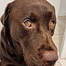 dog, brown_dog, chocolate_lab, pet, animal, portrait, close_up, face, eyes, nose, ears, fur, standing, indoor, tile_floor, home, plush_toy, squeaky_toy, flash_photography, funny_expression