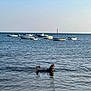 animal, boats, calm, canine, daytime, dog, floating_boats, horizon, marine, nature, outdoor, peaceful, reflection, sea, shallow_water, sky, summer, tranquil, vacation, water
