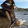 Roxy a rejoint le concours — aidez-le/la à gagner de superbes lots ! animal, beach, calm, canine, clouds, collar, daytime, dog, fur, landscape, leash, nature, outdoor, pet, resting, sand, side_view, sky, travel, vacation